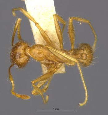 Media type: image;   Entomology 20694 Aspect: habitus dorsal view